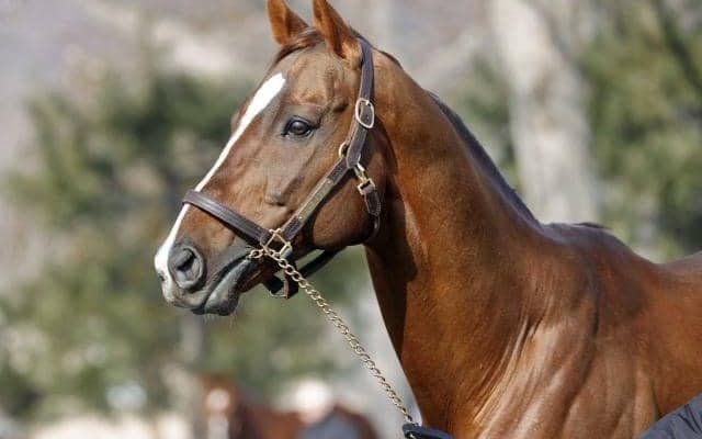 イーストスタッドで種牡馬展示会 メイショウハリオなど25頭が登場