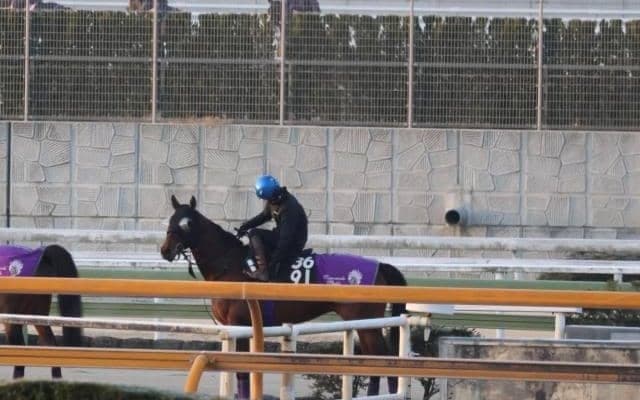 ラヴェニュー、共同通信杯1週前追い切り速報/栗東トレセンニュース