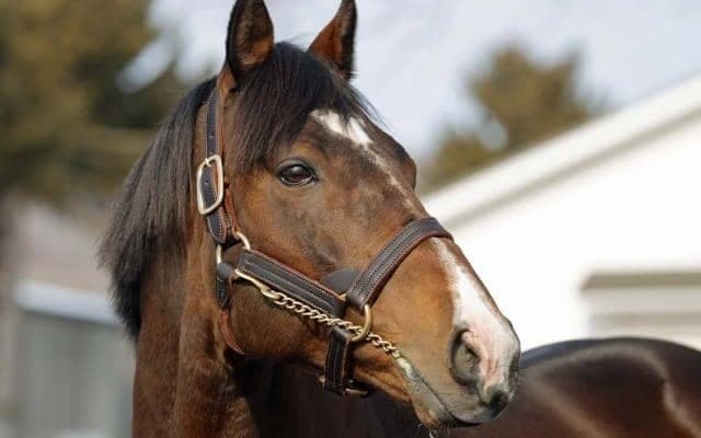 新ひだか町で種牡馬展示会 3つの種馬場から23頭が登場
