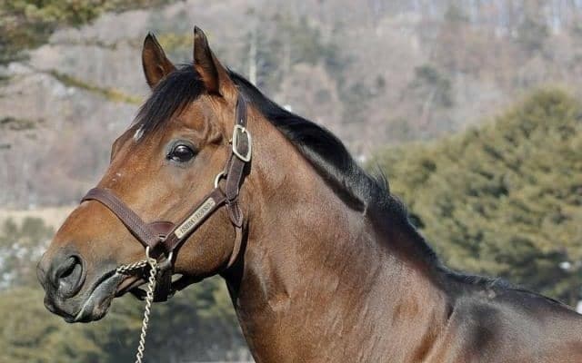 アロースタッドで種牡馬展示会 ウシュバテソーロなど28頭が登場