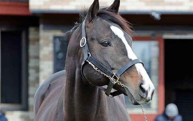 ブリーダーズ・スタリオン・ステーションで種牡馬展示会 ソウルラッシュやソールオリエンスの姿も