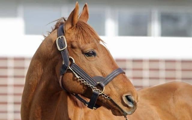 白馬牧場で種牡馬お披露目会 新入厩馬ヒガシウィルウィンなど