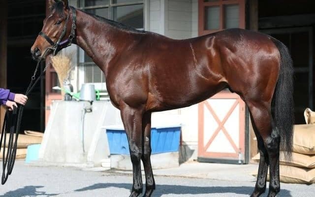 「非の打ち所がない」と絶賛 馬体派記者が太鼓判を押す共同通信杯出走馬とは