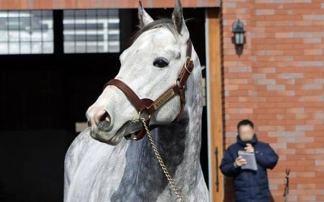 優駿SSで種牡馬展示会 マッドクールなど全28頭