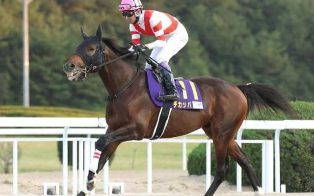 【先週のJRA抹消馬】24年JBCスプリント2着馬のチカッパ、23年の京都HJを制したダイシンクローバーなど