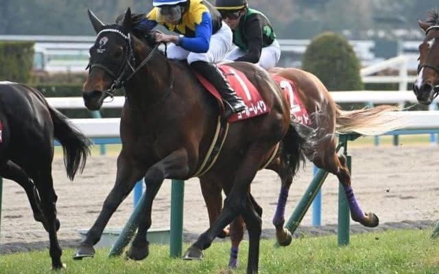 【AI予想・京都記念】非根幹距離で実績を残す馬に分がある一戦！ 京都芝2200mに高い適性を感じる本命候補3頭