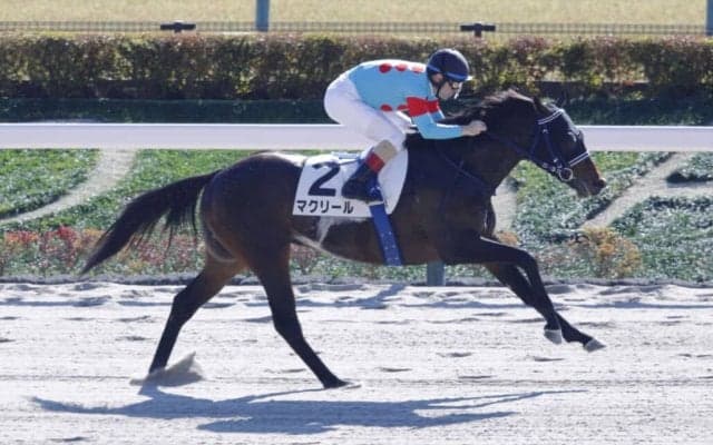 【雲取賞】羽田盃前哨戦にマクリールなどJRA馬4頭