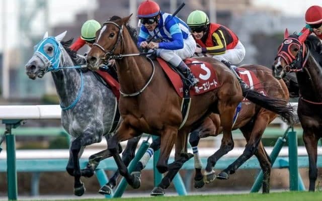 【ダイヤモンドS想定馬・騎手】ホーエリート、スティンガーグラスなど16頭