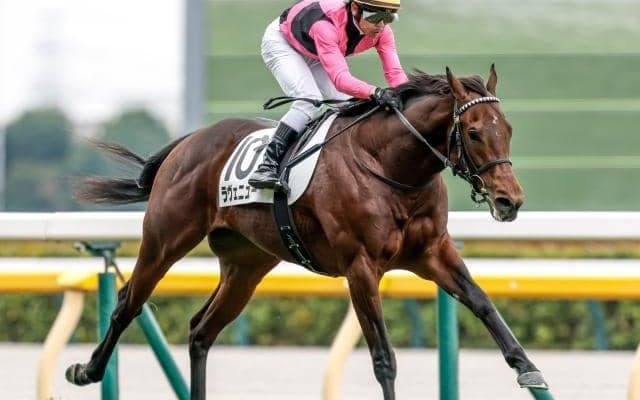 【共同通信杯予想】今年も前走新馬戦からの一発ある？ 過去データから探るGIII共同通信杯