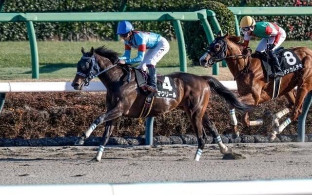 【大井・雲取賞枠順】連勝中のマクリールは7枠13番、ハイセイコー記念Vのゼーロスは3枠5番