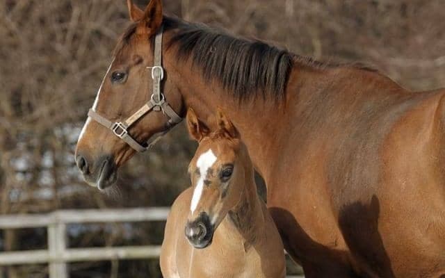 皐月賞馬ジャスティンミラノの産駒第1号が誕生