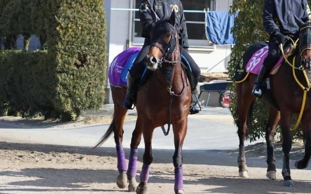 ダノンフィーゴ、かきつばた記念最終追い切り速報/栗東トレセンニュース