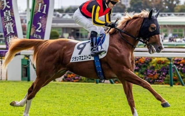 名牝グランアレグリアの初仔 グランマエストロが初勝利狙う