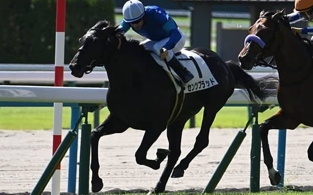 【小倉大賞典枠順確定】センツブラッドは6枠12番、ガイアメンテは7枠13番