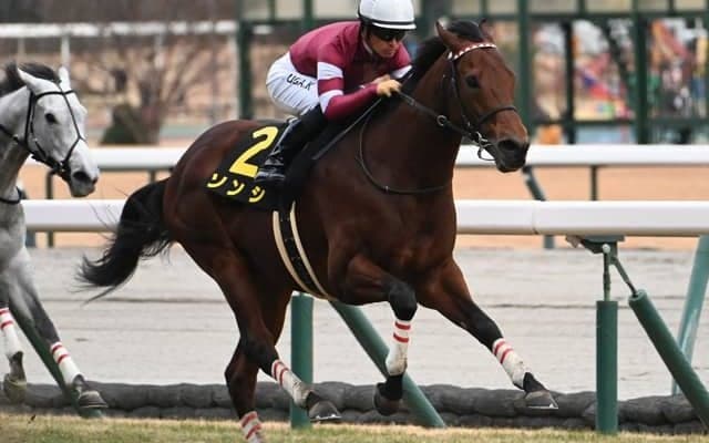 【阪急杯枠順確定】ソンシは1枠1番、ディアナザールは4枠8番