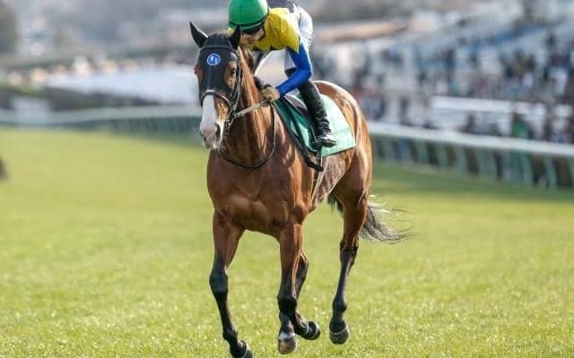 【オーシャンS予想オッズ】ママコチャが予想1番人気