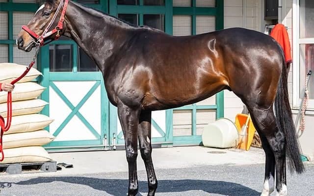 「体調の良さは一目瞭然」 中山記念における適性証明済みの一頭とは