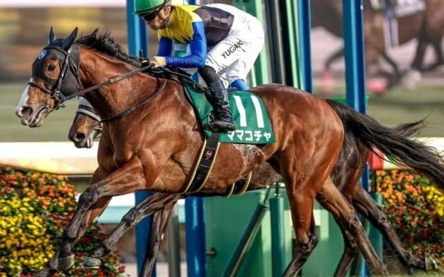 【オーシャンS出走馬・騎手確定】ママコチャ＆川田将雅騎手、ルガル＆鮫島克駿騎手など16頭