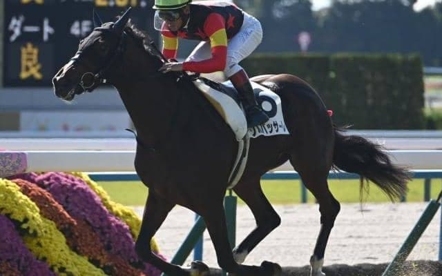 【チューリップ賞予想】阪神外回りは切れ味勝負！ 良績残すディープ系でも期待値低い意外な種牡馬とは？