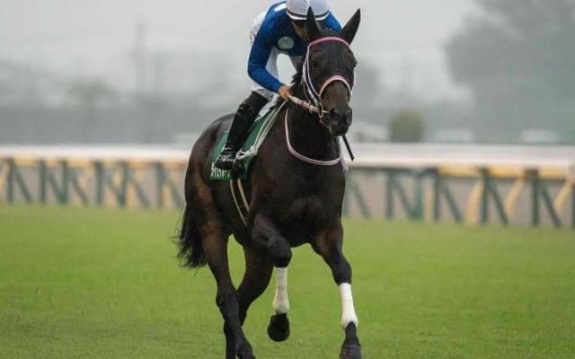 【チューリップ賞予想】桜の切符は譲れない 阪神JFの雪辱を誓う実力馬と底知れぬ新星が激突