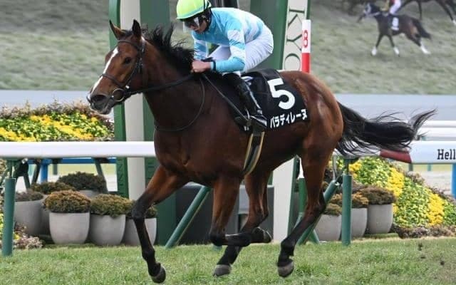 【中山牝馬S想定騎手】パラディレーヌは岩田望来騎手、アンゴラブラックは戸崎圭太騎手