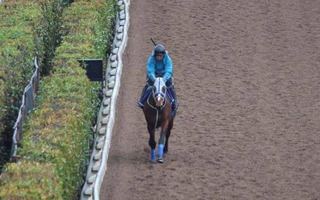 メイショウタバルなど、先週の入厩情報/栗東トレセンニュース