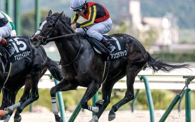 【中山牝馬S予想オッズ】アンゴラブラックが予想1番人気
