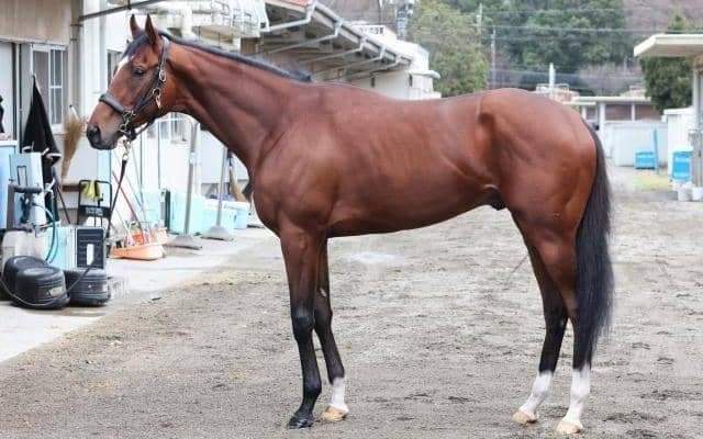 「雄大なスケール感を醸す逸材」 馬体派記者が太鼓判押す弥生賞出走馬とは