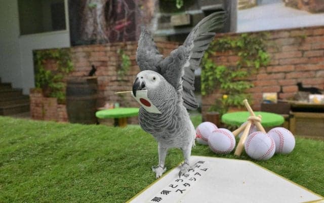 【WBC】大型インコのオリビアの侍ジャパンの１次ラウンド予想は？前回は日本戦予想全的中