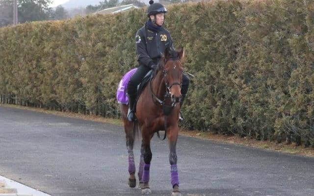 ラヴェニュー、毎日杯追い切り速報/栗東トレセンニュース