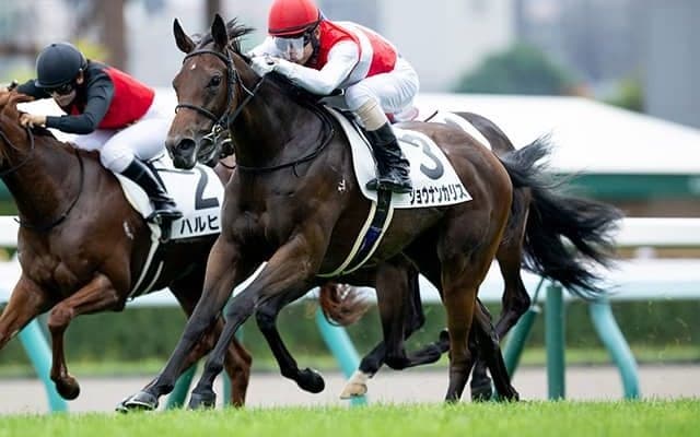 【フィリーズレビュー枠順確定】ショウナンカリスは2枠4番、サンアントワーヌは8枠17番