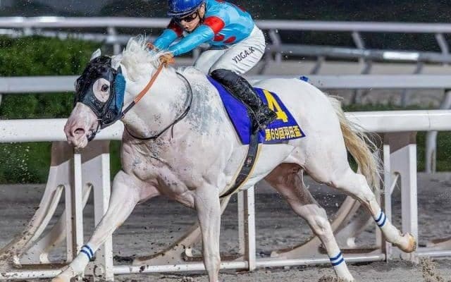 【総武S】現役唯一の白毛の重賞ウイナー アマンテビアンコが1年11カ月ぶりの復帰戦だ