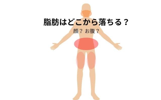 脂肪はどこから落ちる？顔から？お腹は最後？落ちる順番を男女別に解説