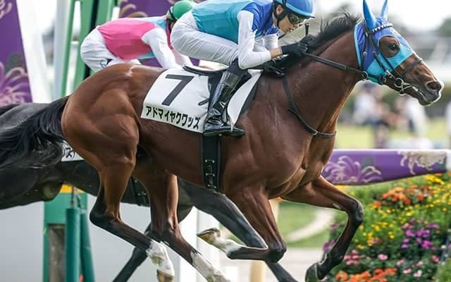 【弥生賞前日オッズ】アドマイヤクワッズが2.4倍で1番人気