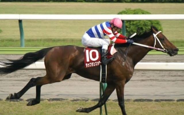 史上2頭目のJRAサラ系平地重賞3連覇 タップダンスシチーが制した05年金鯱賞を振り返る