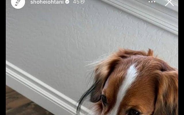大谷翔平、最新の愛犬デコピンを公開　1位通過決定翌日にまさか…ぬいぐるみ“破壊”か