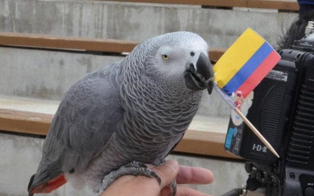 【WBC】那須どうぶつ王国、ヨウムのオリビアによる勝敗予想　チェコ戦、準々決勝の予想は…？