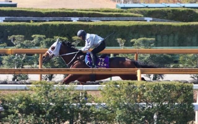 メイショウタバル、大阪杯追い切り速報/栗東トレセンニュース
