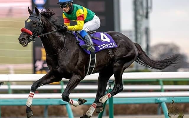 【阪神SJ枠順確定】エコロデュエルは2枠2番、ネビーイームは8枠10番