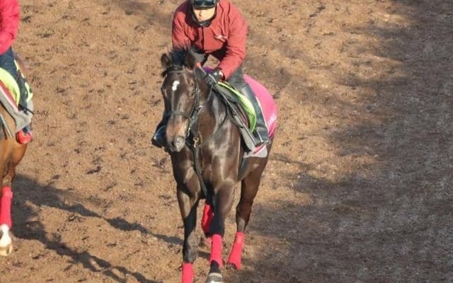 ブラックミューズなど、先週の入厩情報/栗東トレセンニュース