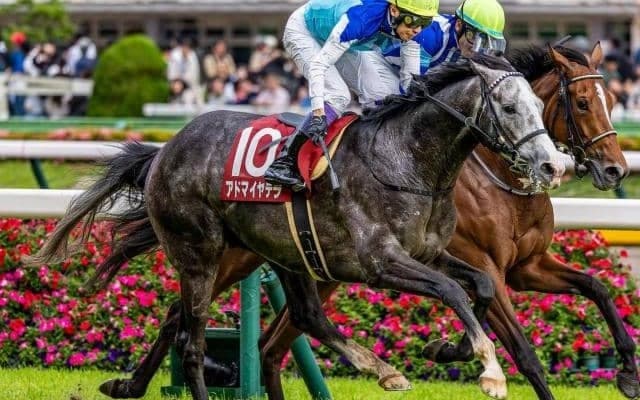 【阪神大賞典予想オッズ】アドマイヤテラが予想1番人気