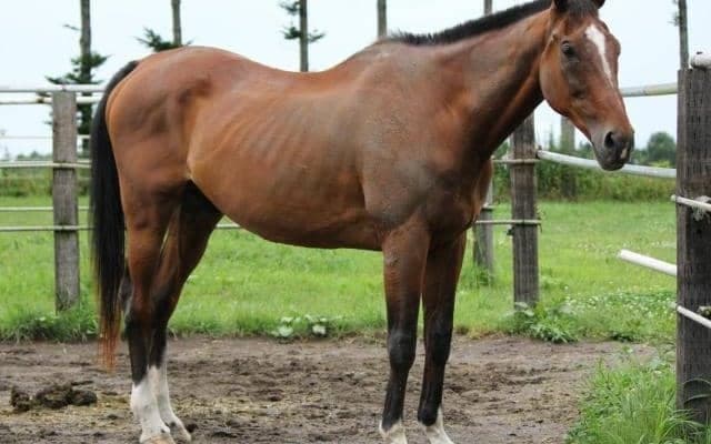 メジロライアン没後10年 横山典騎手とつかんだ最後のVは日経賞