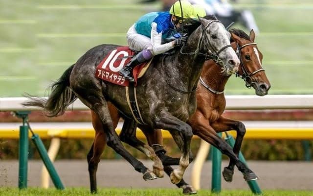 【阪神大賞典展望】前走GI組のアドマイヤテラが長距離重賞で躍動する
