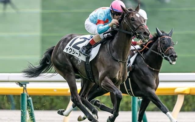 【フラワーC枠順確定】イクシードは4枠8番、アメティスタは7枠13番