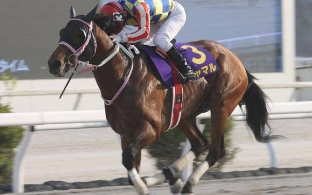 【高知・黒船賞枠順】4連覇がかかるシャマルは8枠12番、6連勝中のオタマジャクシは1枠1番