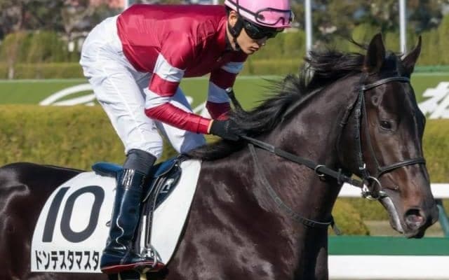 半兄は17年2歳王者のダノンプレミアム 「ウマ娘」藤田晋オーナーのドンテスタマスターが初勝利なるか