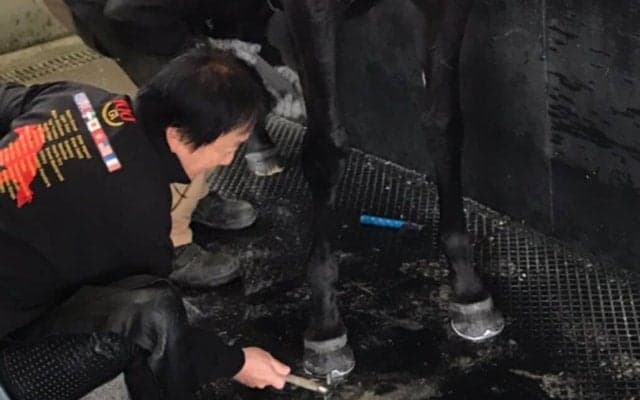 【装蹄師・西内荘コラム】揺れるドバイ遠征と、国内戦への期待