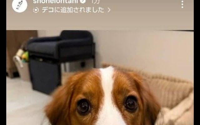 大谷翔平、愛犬デコピンの最新ショットを公開　キュンとなるカメラ目線…開幕前に“近況報告”