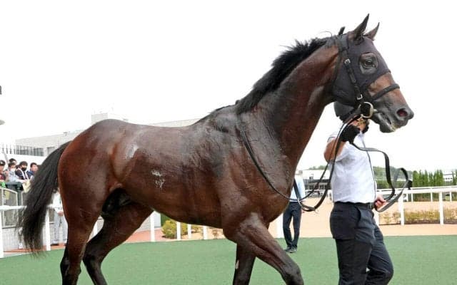 【ＵＡＥダービー】出走馬１２頭のゲート番が確定　パイロマンサーは９番　ワンダーディーンは５番