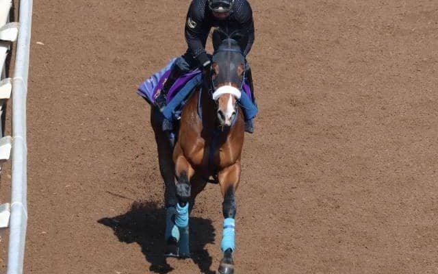 カヴァレリッツォなど、先週の入厩情報/栗東トレセンニュース